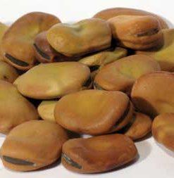 1 Lb Mojo Wish Beans (vicia Faba)