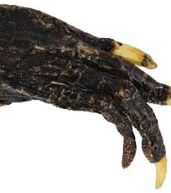 Zoological Curios